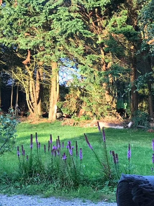 Cottage woodland garden