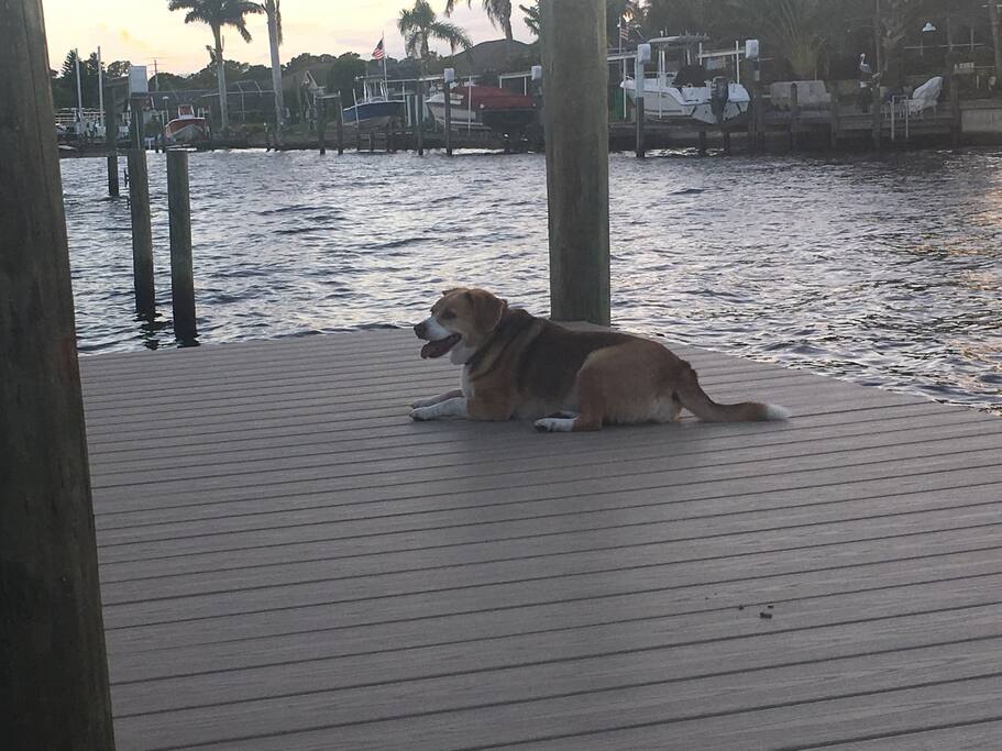 "Honey" -- Sunning On the Dock!