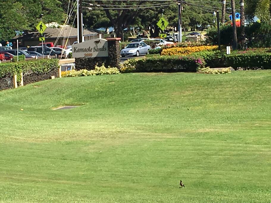 Greens view out lanai area