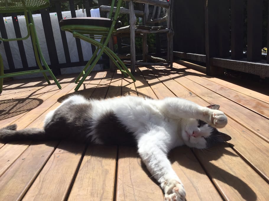 This is Oz- he is the welcoming committee and loves to spend time with people