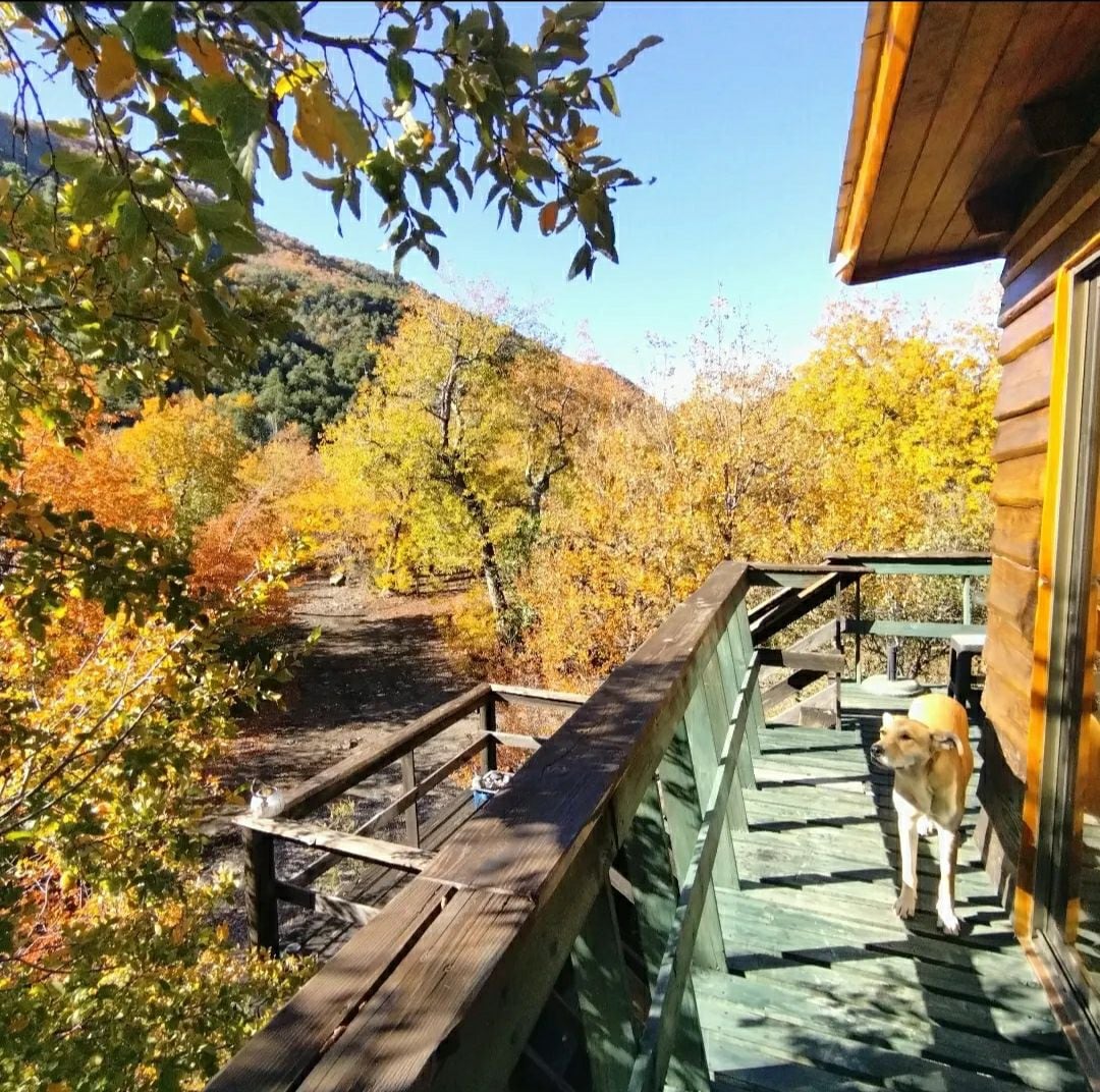 A wooden deck features a railing overlooking vibrant autumn foliage. A dog is seen standing on the deck, with the natural landscape providing a scenic backdrop of colorful trees. The peaceful environment suggests a connection to nature.