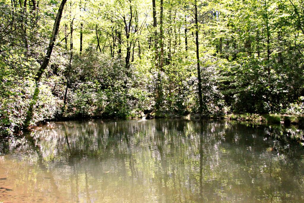 Pond