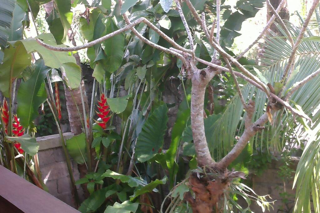 Beautiful Garden