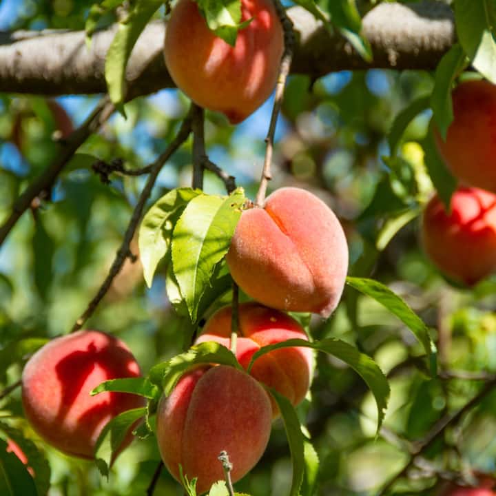 Peachland Vacation Rentals & Homes British Columbia, Canada Airbnb