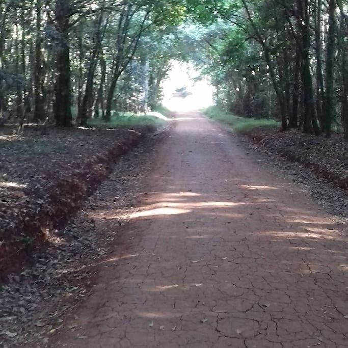 Photo of Karura Forest