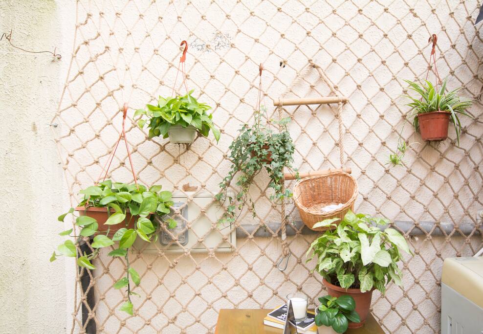 Plants on our side wall in the garden
