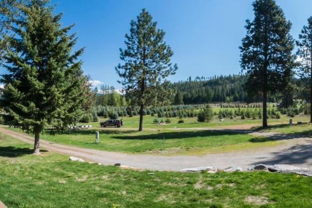 View of the large pasture containing 500 noble firs.