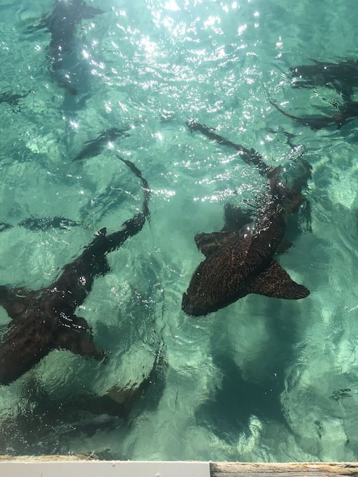 Take a trip with Powerboat adventures and site see sharks