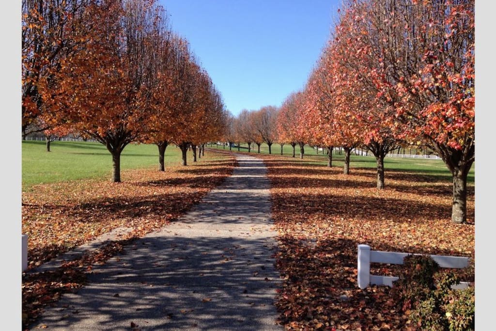 Autumn Drive...a beautiful time of year.