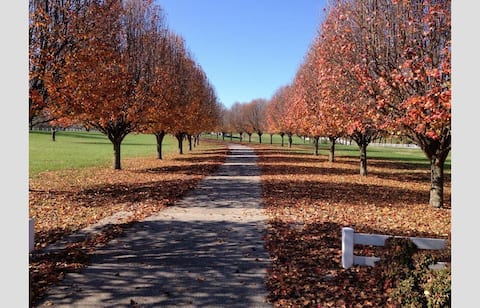 The Martin House - Creating Family Holiday Magic