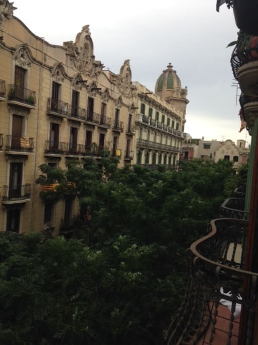 treelined street