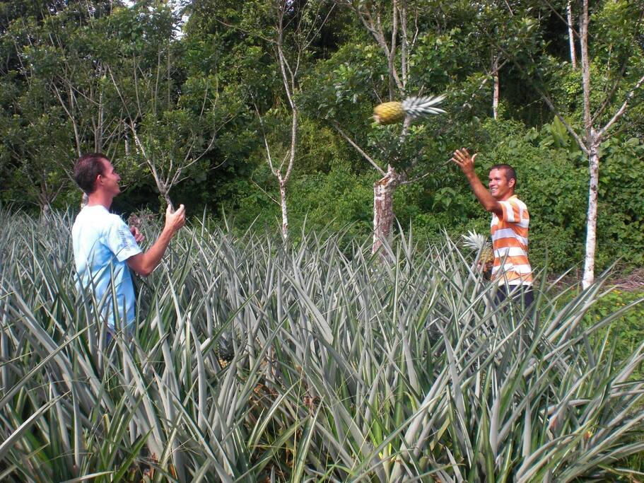Pineapple plantation