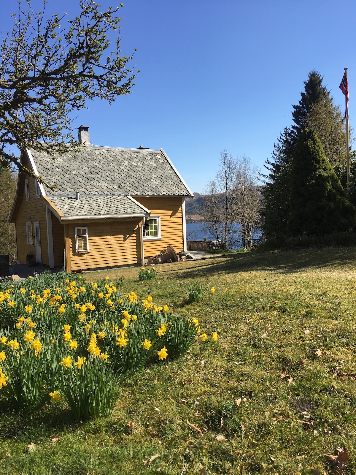 A charming yellow house sits amidst a lush green lawn dotted with blooming daffodils. Surrounding trees frame the yard, and a serene lake is visible in the background under a clear blue sky.