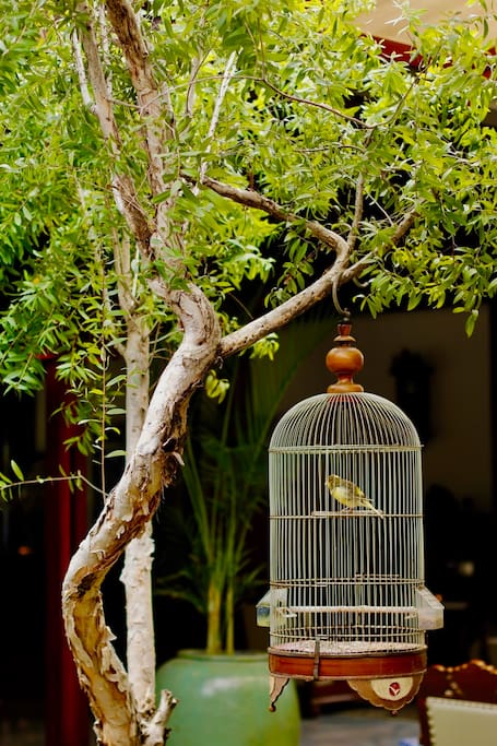 Our birds always sing so sweetly in the mornings