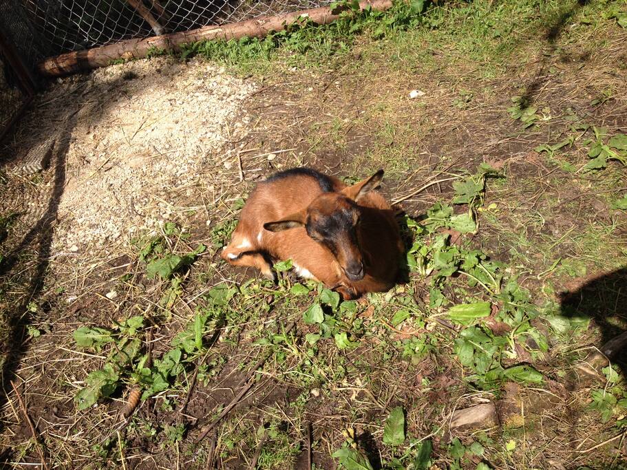 Petting Zoo at Pesek