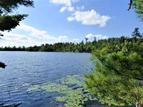 Clear water of a small lake is visible, surrounded by lush greenery and trees. The shoreline features lily pads, and the tranquil landscape is adorned with a blue sky dotted with clouds, creating a serene natural setting.