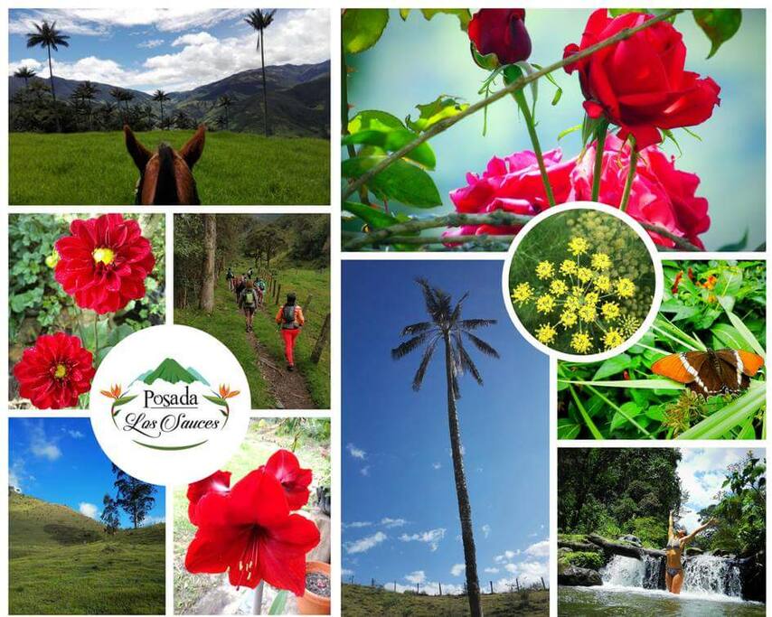 contamos con diferentes actividades al aire libre Caminatas ecológicas, contacto con la naturaleza visita a río avistamiento de aves. Tours y recorridos por los cultivos, un acercamiento a un día en el campo cabalgatas
Ruta al páramo de las Domínguez, visita a la laguna negra, vista de frailejones, acompañamiento de guía y tarjeta médica. Camping
Alojamiento casa finca tradicional