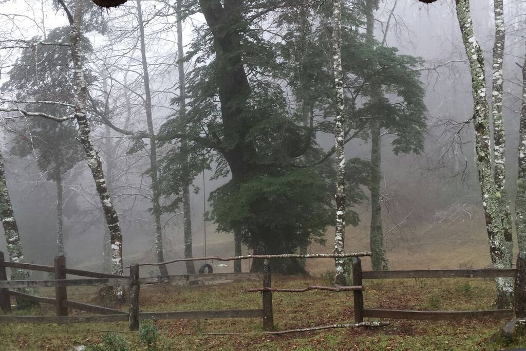Trees that sorround the cabin.