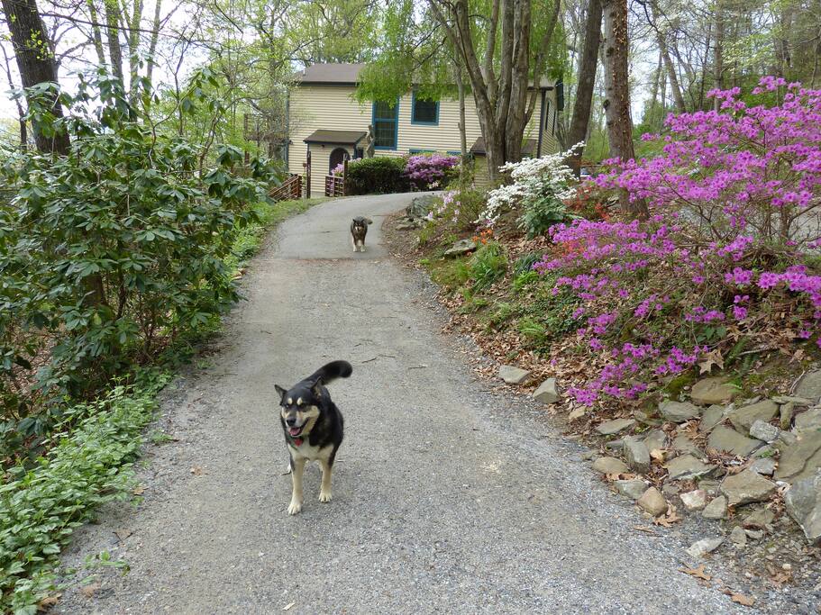 A canine welcome to our home!
