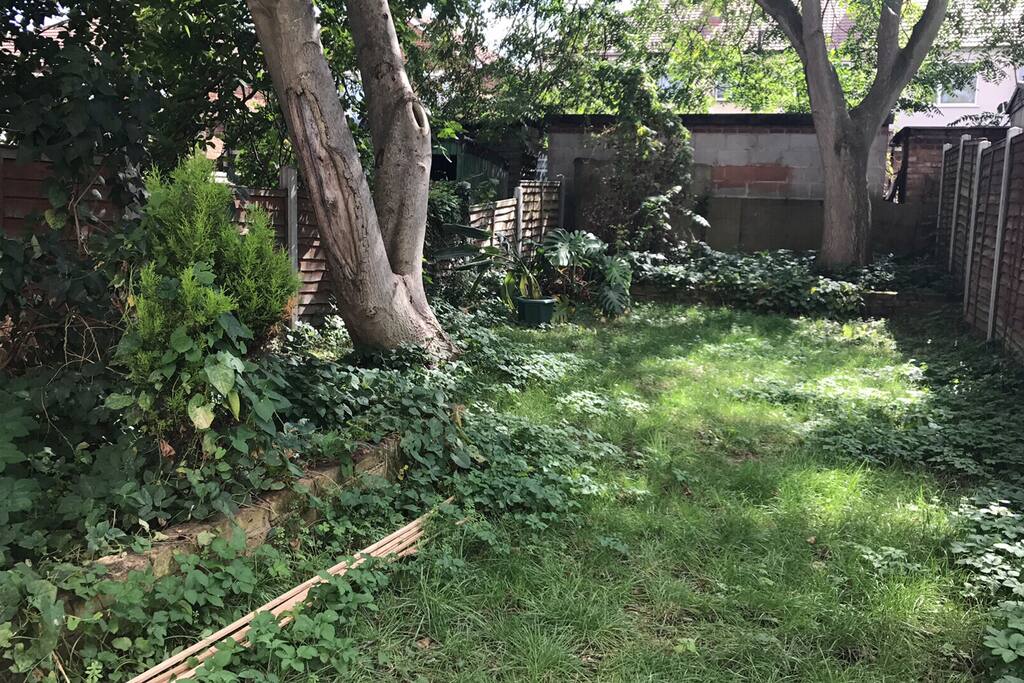 Lush Walnut and Ash Tree Garden