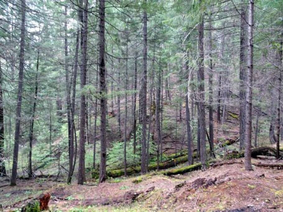 Backyard is 5.05 acres and borders national forest.