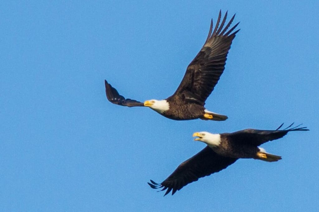 “Larry” and “Mary” the American Bald Eagles flying around the property and Lake daily. Photo shot by one of our guests while walking around the Lake in May 2018