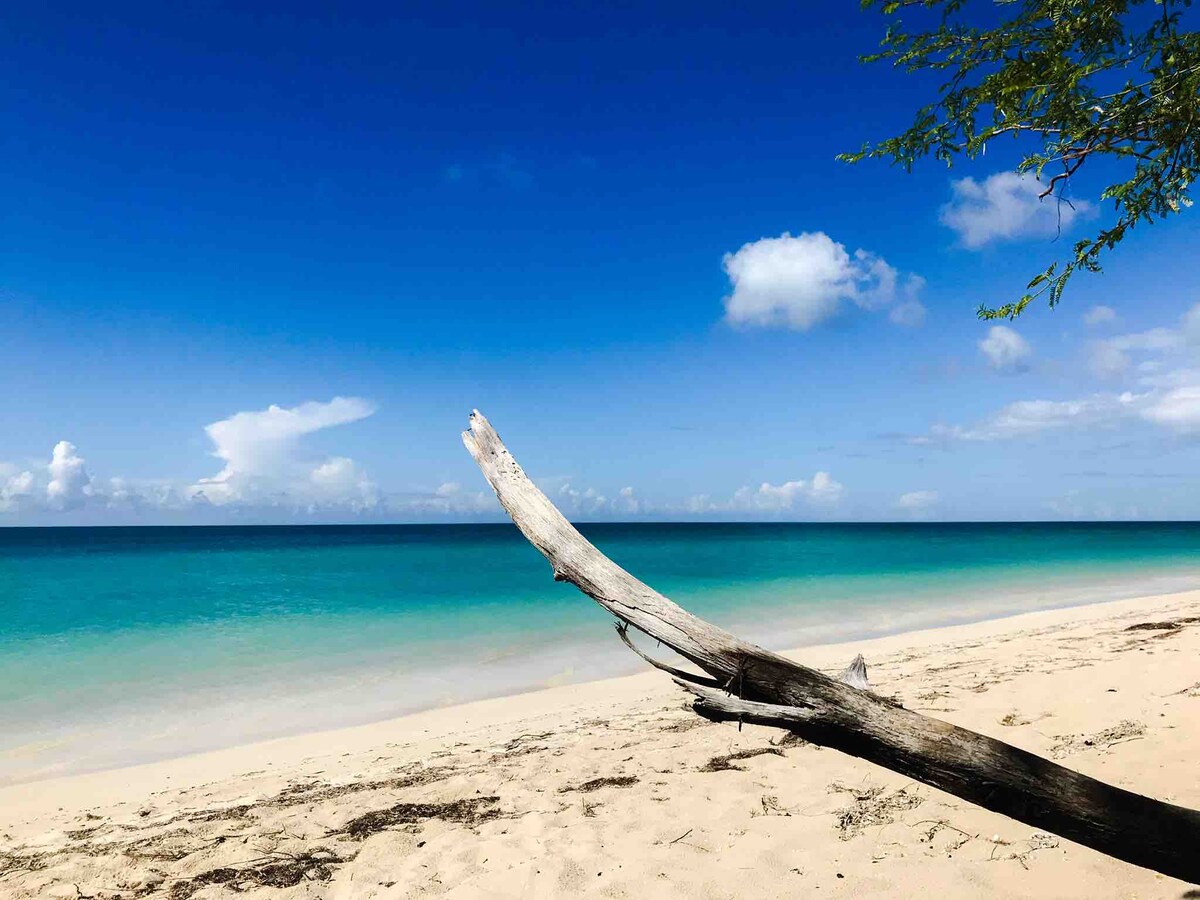 A serene beach scene is depicted, showcasing soft, golden sand leading to calm turquoise waters. A weathered driftwood branch extends towards the horizon, against a backdrop of a clear blue sky with a few scattered clouds.