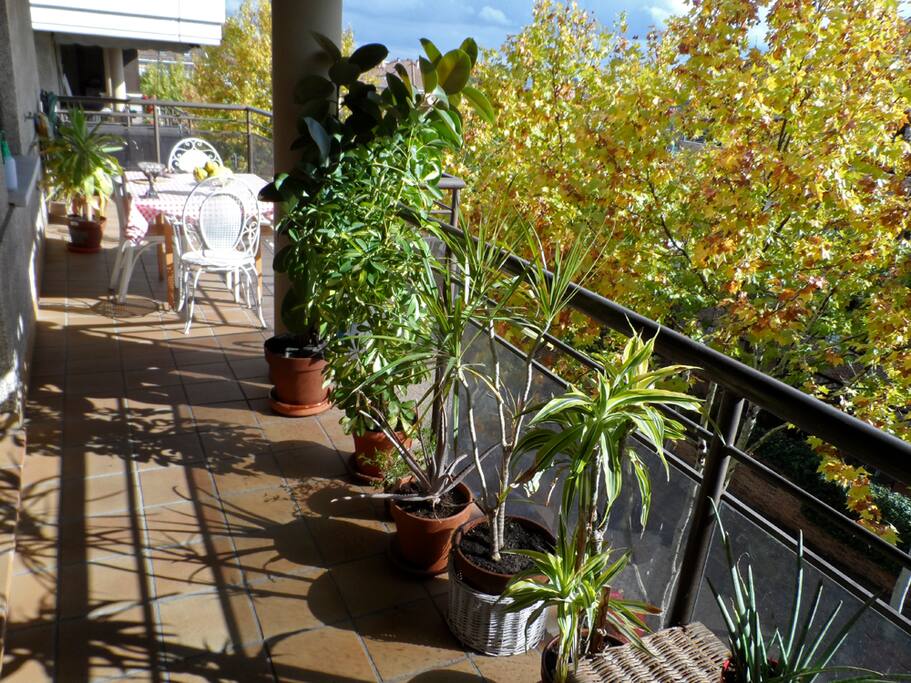 La terraza, colgada de los plátanos otoñales.