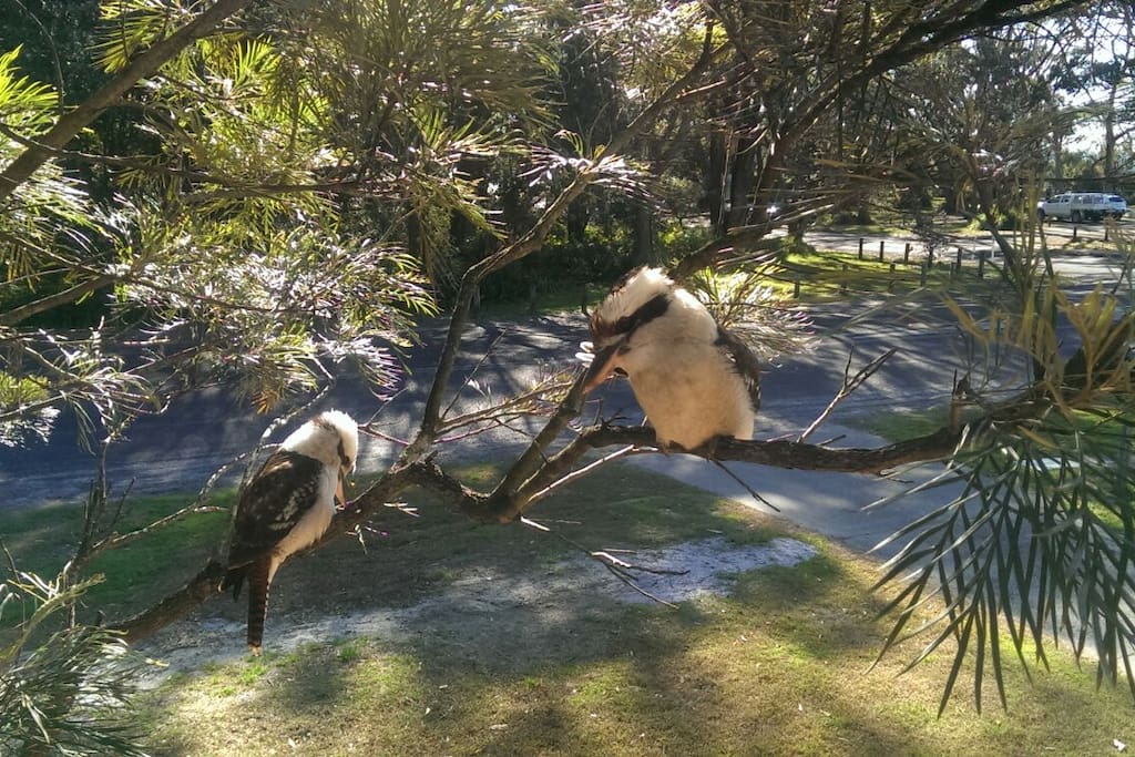 You wont need an alarm clock !!! Kookaburras will take care of that.