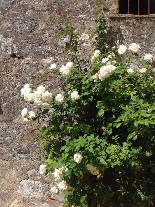 Roses round a door