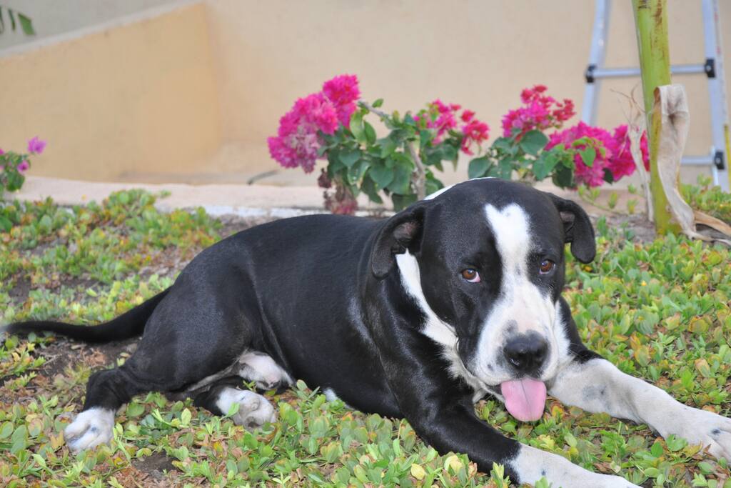 our resident love bug :)