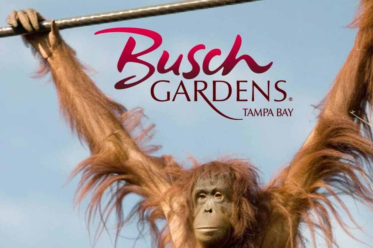 An orangutan hangs from a metal bar, showcasing its strong arms and long fur. The backdrop features a bright blue sky, enhancing the lively atmosphere of Busch Gardens Tampa Bay, which is indicated by a prominent logo in the foreground.