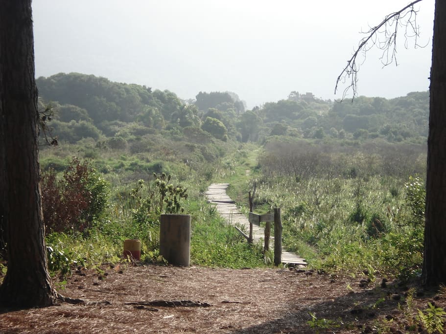 Trilha para se chegar a praia.... 10-15 minutos de caminhada pela reserva florestal....