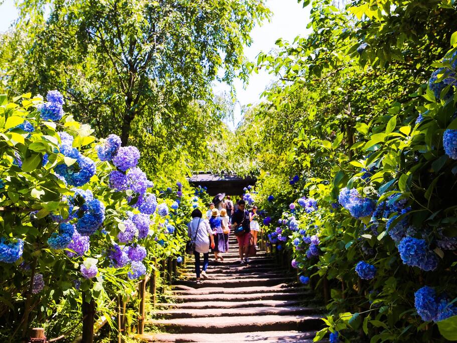 东瀛花物语 镰仓归来不看花 镰仓旅游攻略 尽在airbnb爱彼迎