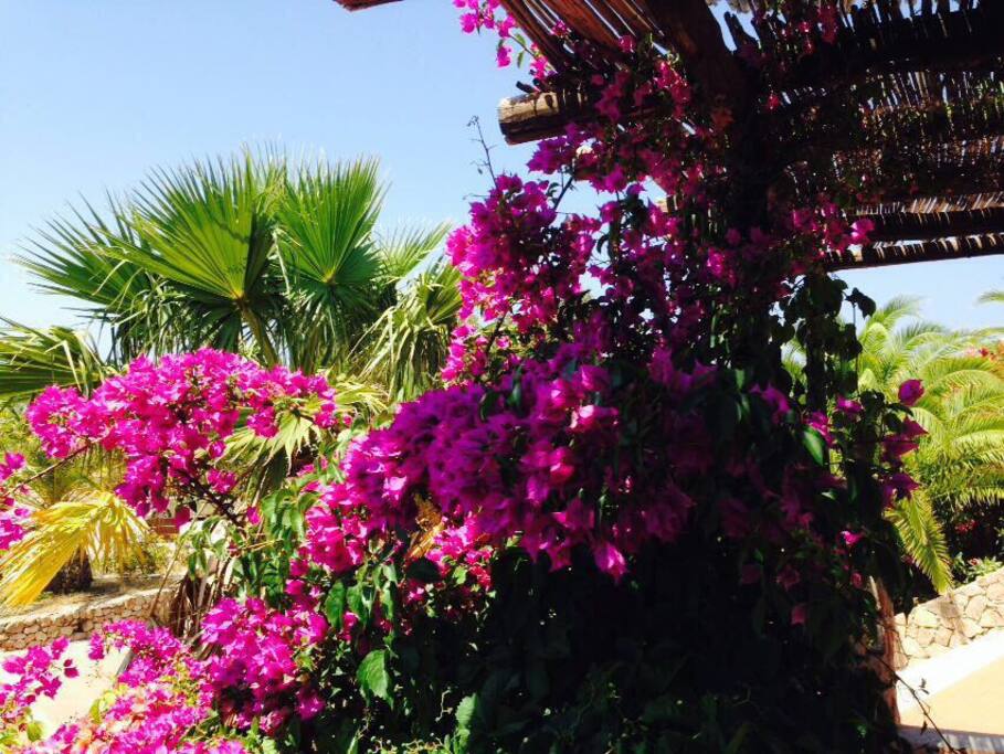 Flora al Villaggio