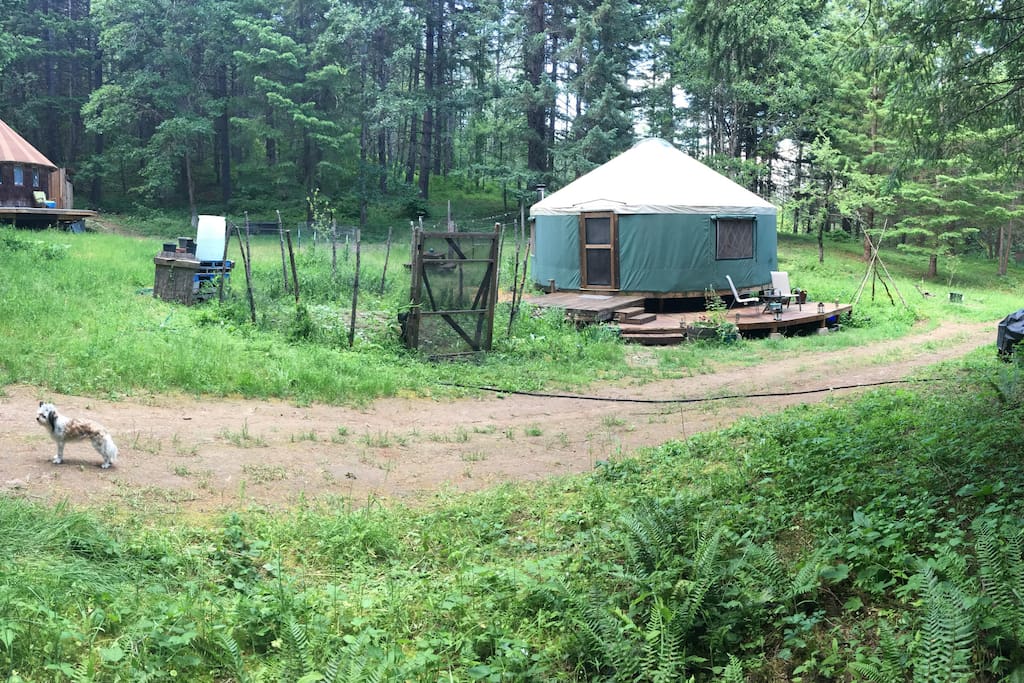 The Yurt nestled in our forest meadow neighbors the Round House. We have a tenant that lives there.