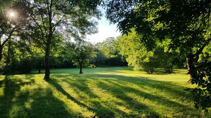 A spacious green meadow is framed by lush trees, casting long shadows on the grass. Sunlight filters through the leaves, creating a serene and peaceful natural setting. The area is well-maintained, providing an inviting space for relaxation and gentle outdoor activities.