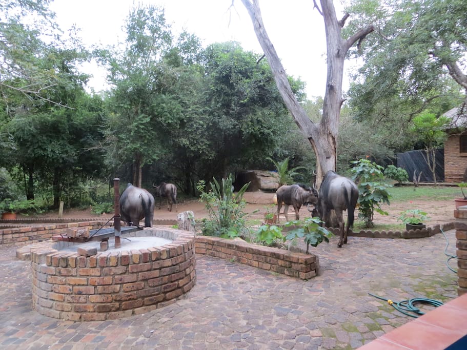 Braai place and swimming pool