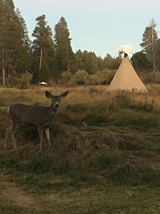 You’ll encounter deer in your Meadow oasis. Burrrrrr, it’s chilly once the sun goes down.