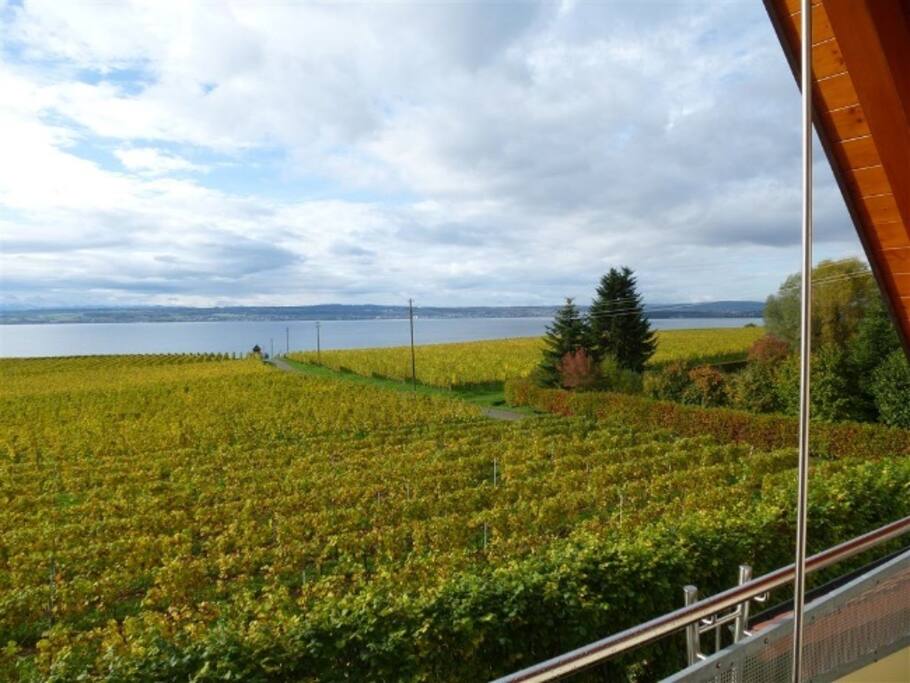 Blick vom Balkon auf Weinberge und See