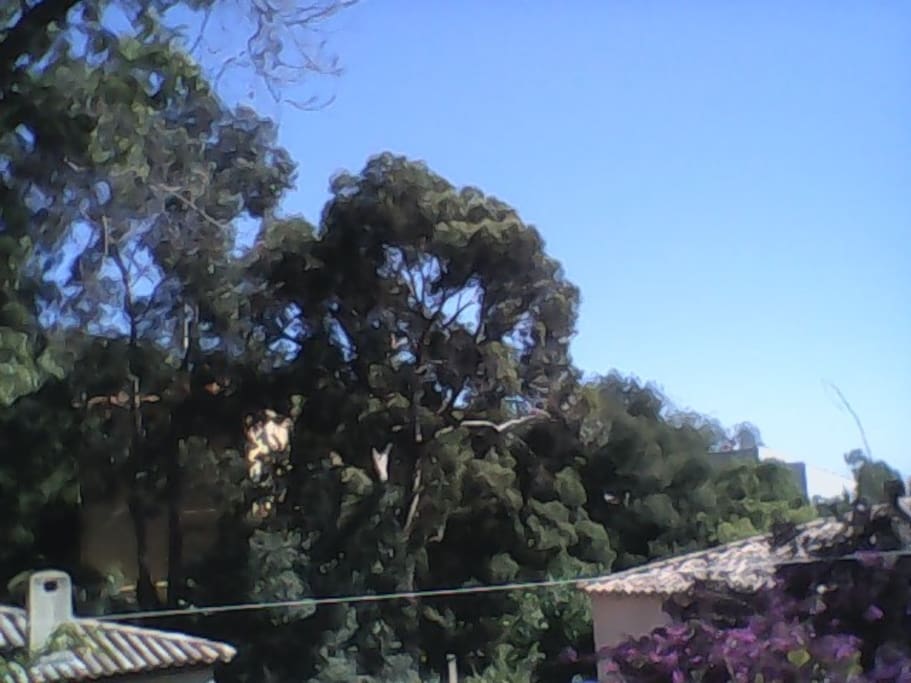 face à la cuisine à l'est les eucalyptus