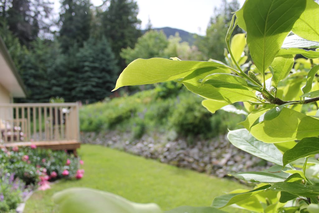 Side of the garden