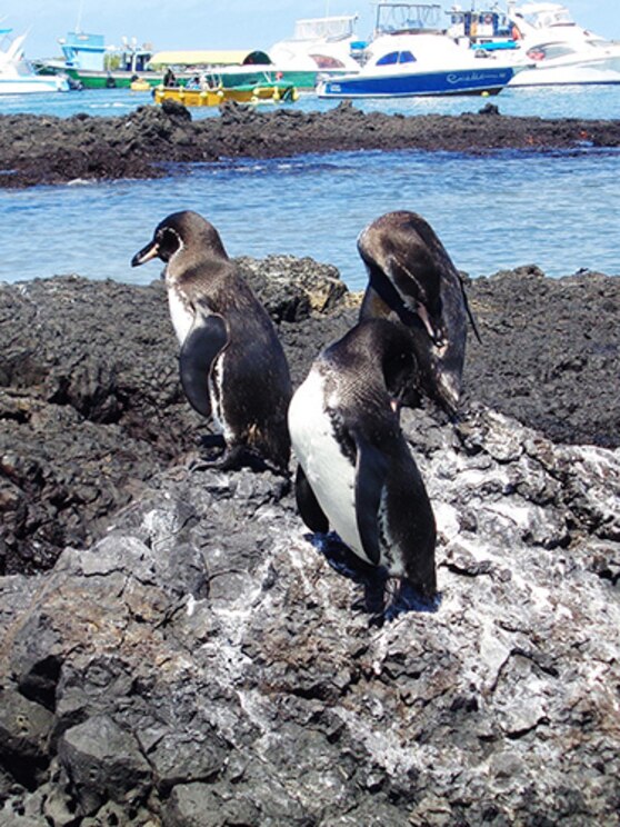 Show full-screen, host-provided image