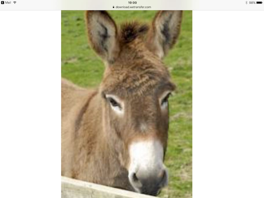 Jerry , one of our donkeys