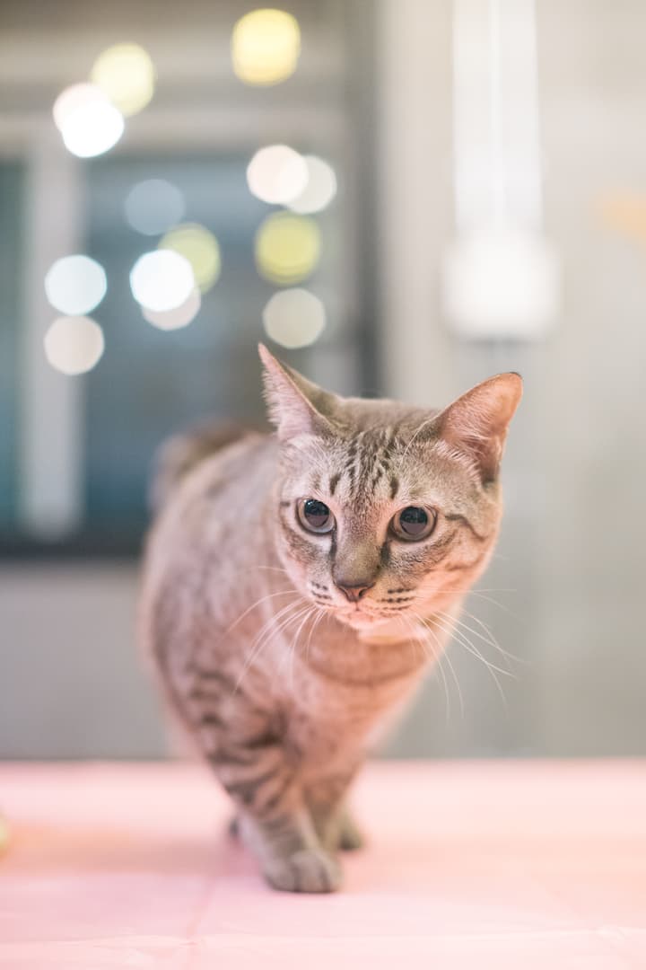 #401: Private Balcony Room On 4th Fl (With Cats!) - Bangkok
