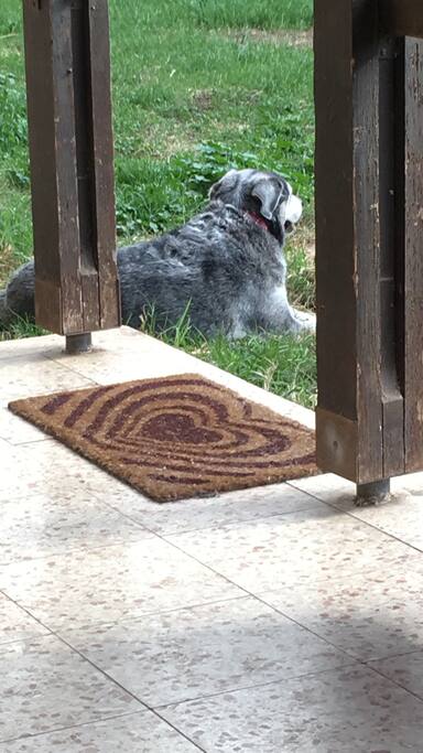 Mishka on guard