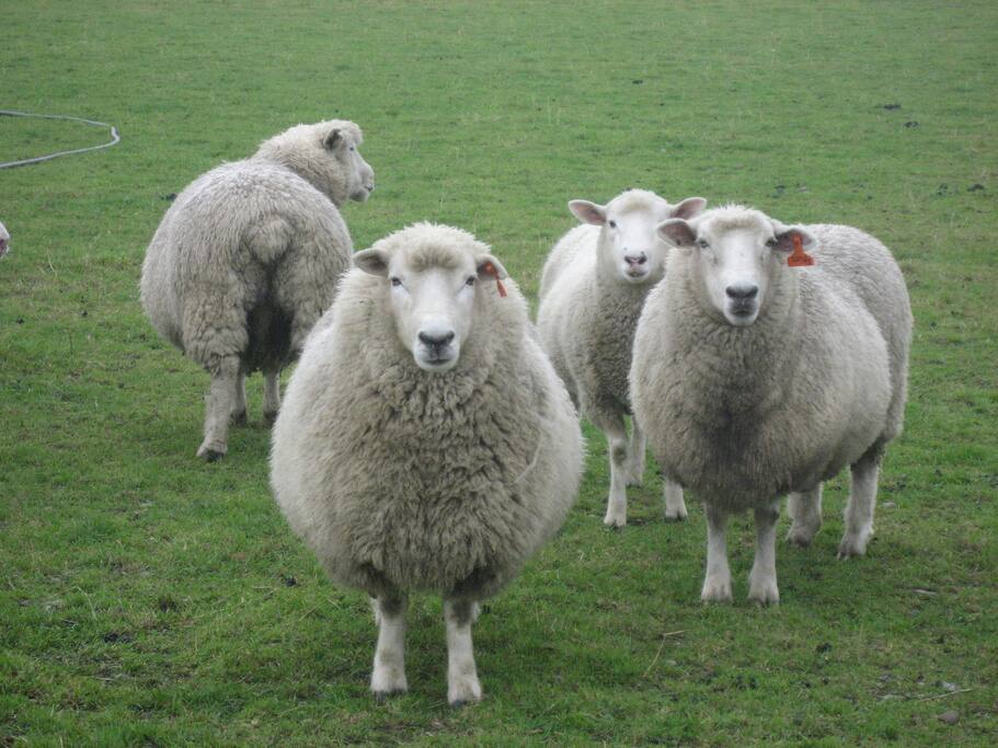 Penny the sheep and friends