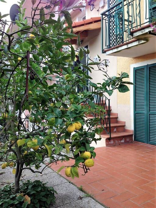 Un generoso albero di limoni vi accoglie davanti a casa