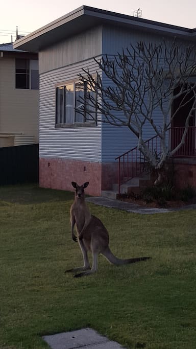 Local visitors!