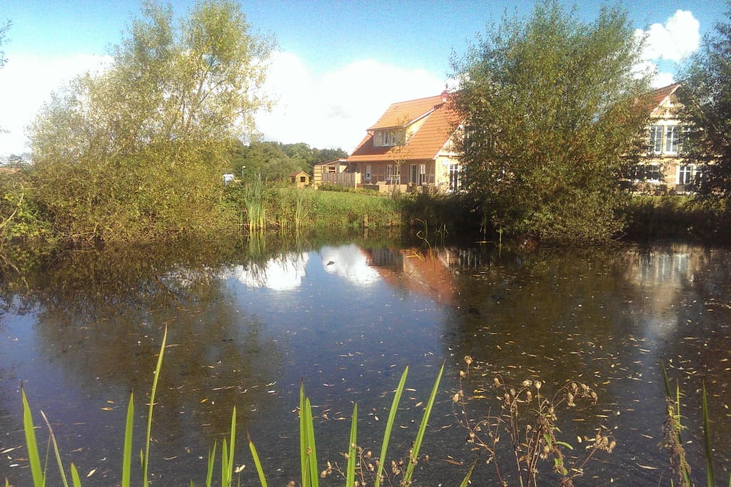 Unser Teich-Biotop grenzt direkt an unser Grundstück